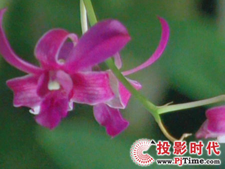 TCL液晶电视DTL42E9FQ灰阶和抗噪效果