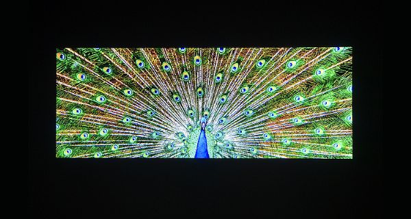 LGչMicro-LED130ӢСLED