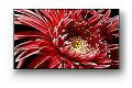 索尼发布四款BRAVIA® 4K专业商用显示器