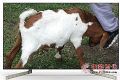 49寸售价5299元 索尼KD-49X9000F电视值得买吗？