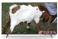 爽看大片 怎能少了索尼这台KD-65X85J电视