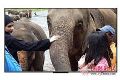 75寸华为智慧屏HD75DESA仅3699元 这个售价真不贵